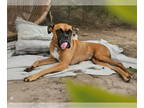 Boxer DOG FOR ADOPTION RGADN-1342681 - Ursula - Boxer Dog For Adoption