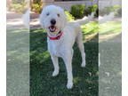 Goldendoodle DOG FOR ADOPTION RGADN-1342846 - Teddy - Golden Retriever / Poodle