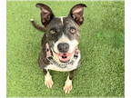 American Staffordshire Terrier DOG FOR ADOPTION RGADN-1342855 - CASSIE -