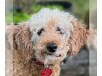 Poodle (Miniature) DOG FOR ADOPTION RGADN-1342873 - Liberty - Poodle (Miniature)