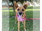 Labrador Retriever Mix DOG FOR ADOPTION RGADN-1342892 - Jazzy - Shepherd /