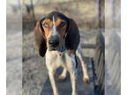 Coonhound Mix DOG FOR ADOPTION RGADN-1343063 - Windsor - Coonhound / Mixed Dog