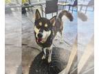 Siberian Husky DOG FOR ADOPTION RGADN-1343117 - A042772 - Siberian Husky (medium