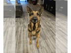 German Shepherd Dog DOG FOR ADOPTION RGADN-1343121 - Cheddar - German Shepherd