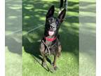 Mix DOG FOR ADOPTION RGADN-1343180 - Paloma - Located in FL - Dutch Shepherd