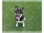 German Shepherd Dog-Siberian Husky Mix DOG FOR ADOPTION RGADN-1343265 - ZORRO -