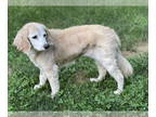 Cocker Spaniel Mix DOG FOR ADOPTION RGADN-1343291 - Holly - Cocker Spaniel /