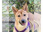 Shiba Inu Mix DOG FOR ADOPTION RGADN-1343553 - KAN - Shiba Inu / Jindo (Korean)