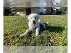 Great Pyrenees DOG FOR ADOPTION RGADN-1343566 - Truffles - Great Pyrenees