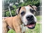 Boxer DOG FOR ADOPTION RGADN-1343572 - Hobo - Boxer (short coat) Dog For