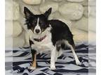 Papillon-Spaniel Mix DOG FOR ADOPTION RGADN-1343684 - Lulu - Papillon / Spaniel