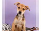 Border Collie Mix DOG FOR ADOPTION RGADN-1343920 - Dog-tors - Cardiologist - Fox