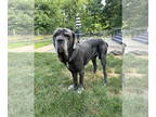 Neapolitan Mastiff DOG FOR ADOPTION RGADN-1343983 - Nico - Neapolitan Mastiff