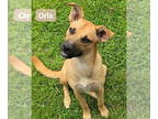 Labrador Retriever Mix DOG FOR ADOPTION RGADN-1344018 - Orla - Labrador