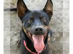 German Shepherd Dog DOG FOR ADOPTION RGADN-1344080 - Dog - German Shepherd Dog