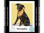 Labrador Retriever Mix DOG FOR ADOPTION RGADN-1344142 - Memphis 062224 -