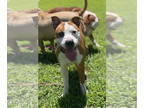 Boxer Mix DOG FOR ADOPTION RGADN-1344288 - 2406-0663 Picnic (Off Site Foster) -