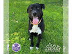 Labrador Retriever Mix DOG FOR ADOPTION RGADN-1344297 - REX - Labrador Retriever