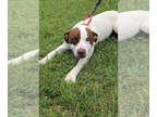 American Pit Bull Terrier Mix DOG FOR ADOPTION RGADN-1344349 - Delta - Pit Bull