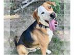 Coonhound-Great Dane Mix DOG FOR ADOPTION RGADN-1344356 - Zeus - Great Dane /