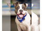 Boxer DOG FOR ADOPTION RGADN-1344360 - Bean - Boxer / Pit Bull Terrier (short