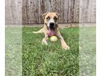 Boxer-Catahoula Leopard Dog Mix DOG FOR ADOPTION RGADN-1344512 - ZEUS -