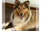 Collie DOG FOR ADOPTION RGADN-1344522 - Waylon adoption pending - Collie (medium