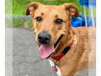 Labrador Retriever Mix DOG FOR ADOPTION RGADN-1344546 - Sunny - Labrador