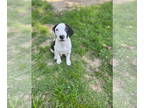 English Foxhound Mix DOG FOR ADOPTION RGADN-1344681 - Bob Marley - Foxhound /