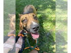 Black Mouth Cur Mix DOG FOR ADOPTION RGADN-1344768 - Poptart - Black Mouth Cur /