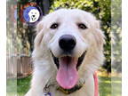 Great Pyrenees DOG FOR ADOPTION RGADN-1344783 - Xsara - Great Pyrenees (long