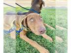 Vizsla Mix DOG FOR ADOPTION RGADN-1344824 - BAKUGO - Vizsla / Mixed (medium