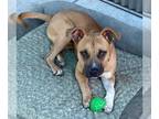 American Pit Bull Terrier Mix DOG FOR ADOPTION RGADN-1344959 - *HAL - Pit Bull