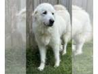 Great Pyrenees DOG FOR ADOPTION RGADN-1345013 - Milana - Great Pyrenees (long