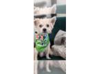 Cairn Terrier Mix DOG FOR ADOPTION RGADN-1345038 - Rocket - Cairn Terrier /