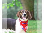 Coonhound Mix DOG FOR ADOPTION RGADN-1345225 - Gary - Coonhound / Mixed Dog For