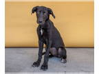 Labrador Retriever Mix DOG FOR ADOPTION RGADN-1345443 - LANA - Labrador