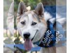 Huskies Mix DOG FOR ADOPTION RGADN-1345452 - Bandit - Husky / Shepherd / Mixed