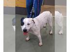 American Pit Bull Terrier Mix DOG FOR ADOPTION RGADN-1345540 - HANNAH - Pit Bull