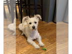 Jack Russell Terrier Mix DOG FOR ADOPTION RGADN-1345570 - GREG #2 - Jack Russell