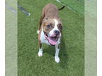 Boxer Mix DOG FOR ADOPTION RGADN-1345588 - McGuire : Miranda (Callie) - Boxer /