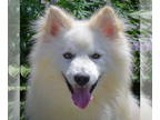 Huskies -Pomeranian Mix DOG FOR ADOPTION RGADN-1345664 - Griffin - Pomeranian /