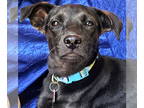 Miniature Pinscher Mix DOG FOR ADOPTION RGADN-1345755 - Piper Marie - Terrier /