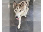 Alusky DOG FOR ADOPTION RGADN-1345757 - Kovu - Alaskan Malamute / Siberian Husky