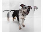 American Pit Bull Terrier DOG FOR ADOPTION RGADN-1345852 - *MARCUS - Pit Bull