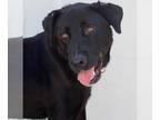 Labrador Retriever DOG FOR ADOPTION RGADN-1346013 - COMET - Labrador Retriever