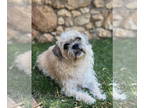 Brussels Griffon DOG FOR ADOPTION RGADN-1346034 - Katt - Brussels Griffon /