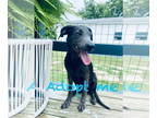 Labmaraner DOG FOR ADOPTION RGADN-1346056 - Grixly - Labrador Retriever /