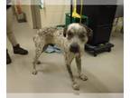 Pointer Mix DOG FOR ADOPTION RGADN-1346104 - MARTY - Pointer / Mixed (medium