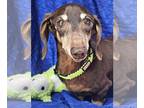 Dachshund DOG FOR ADOPTION RGADN-1346110 - Mack Tavish - Dachshund (short coat)